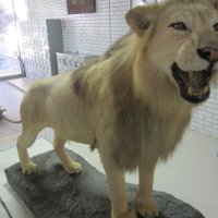 ライオンの剥製のメンテナンス