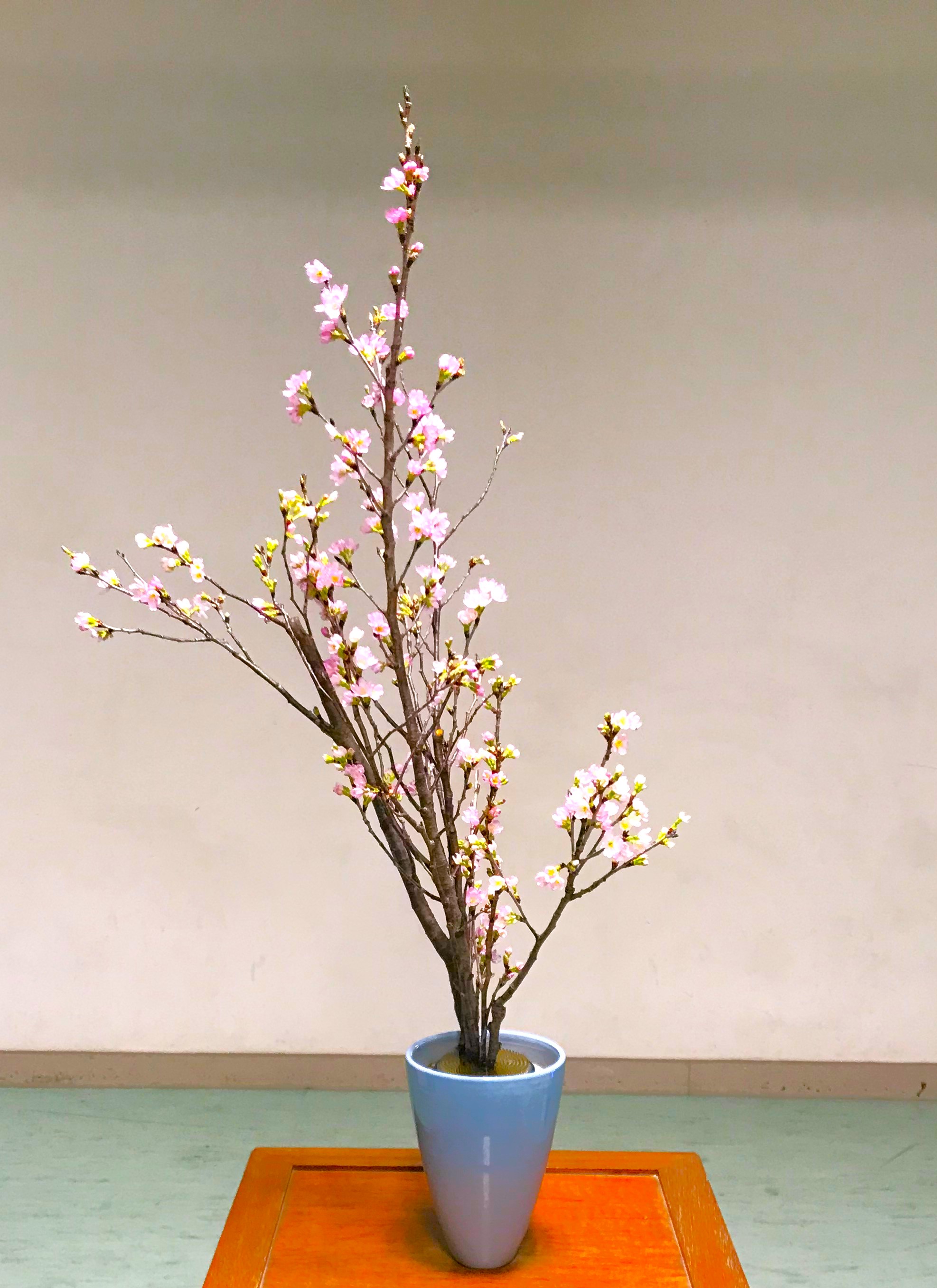 『0219　啓翁桜』の画像