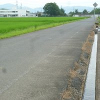学校米の生長③