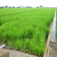 学校米の生長④
