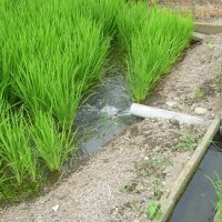 学校米の生長⑤