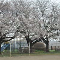 桜　満開！
