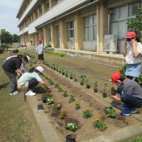 花壇の花植え