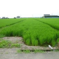 学校米の生長の様子
